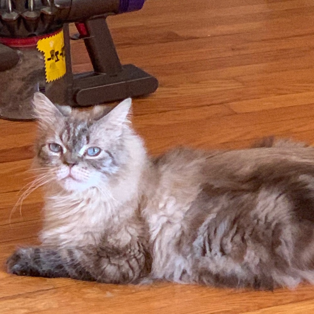 Meet your Posher, Zoey